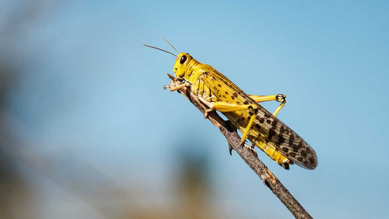 Locusts’ Sense of Smell Boosted with Custom-made Nanoparticles