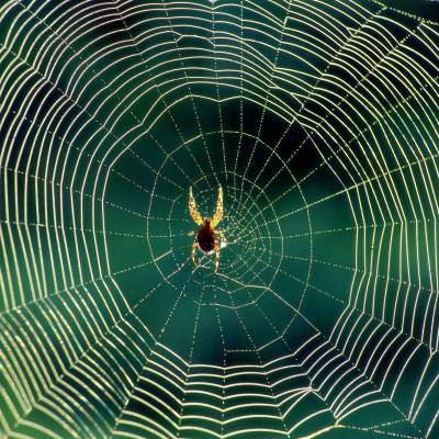 TU Delft Creates One of the World’s Most Precise Microchip Sensors – Thanks to a Spiderweb