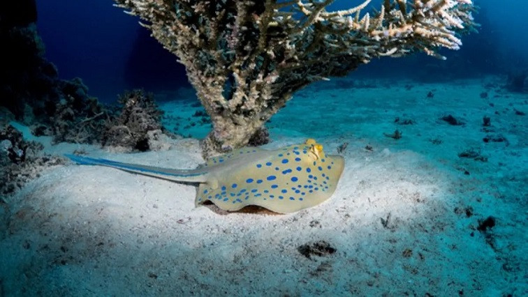 A New Blue: Mysterious Origin of the Ribbontail Ray’s Electric Blue Spots Revealed