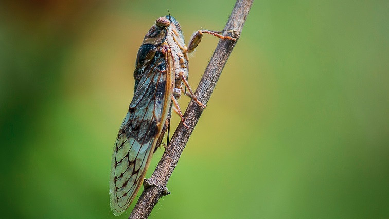 Inspired by Cicada Wings, Beckman Researchers Study the Insects’ Antimicrobial Properties to Develop New Antibacterial Surfaces