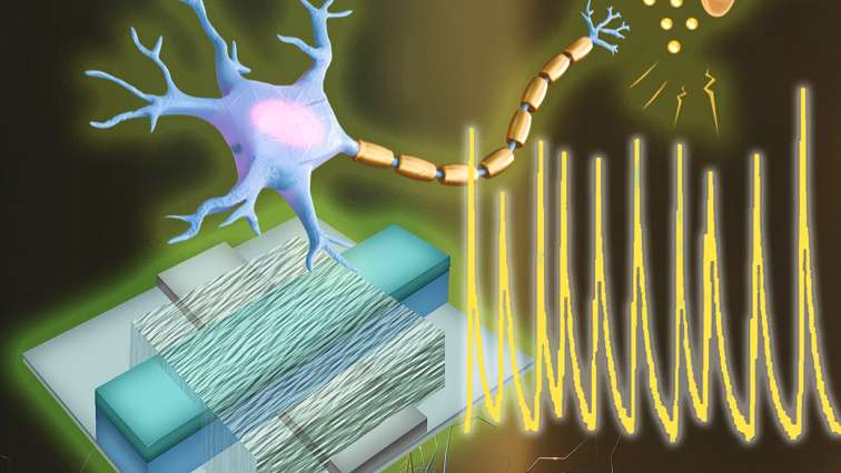 UMass Engineers Create the First Artificial Neurons that Can Directly Communicate with Living Cells