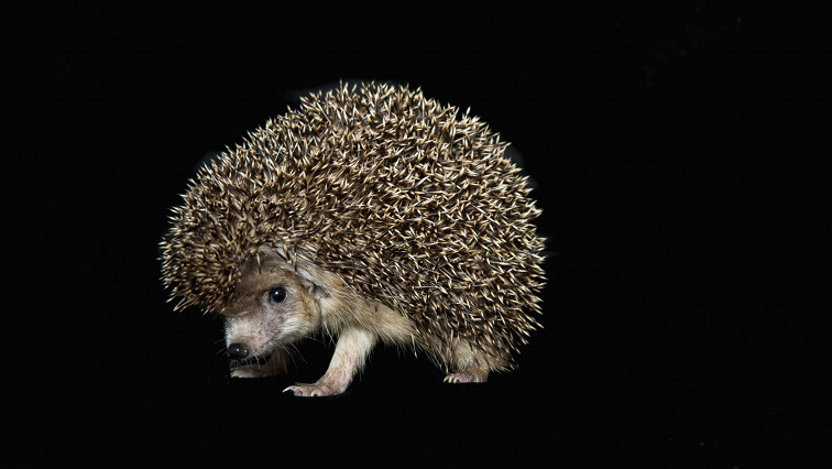 Magnetic ‘Hedgehogs’ Could Store Big Data in A Small Space