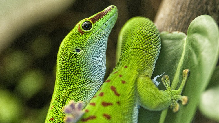 Gecko Feet Are Coated in an Ultra-thin Layer of Lipids That Help Them Stay Sticky