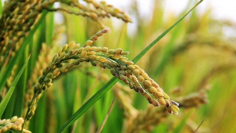 Durian Helps Rice Plants Thrive in Salty Soil