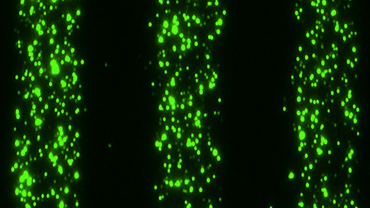 Watch Cells Trek along Vesicle ‘Breadcrumbs’