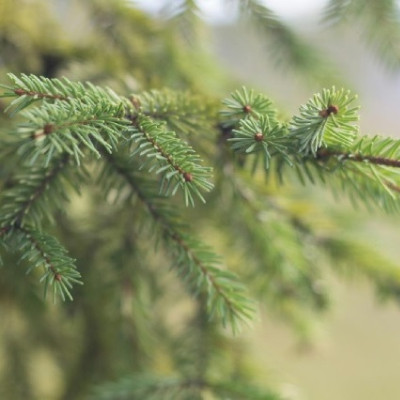 Golden Spruce Trees: Gold Forms Nanoparticles in the Needles – Bacteria Show the Way