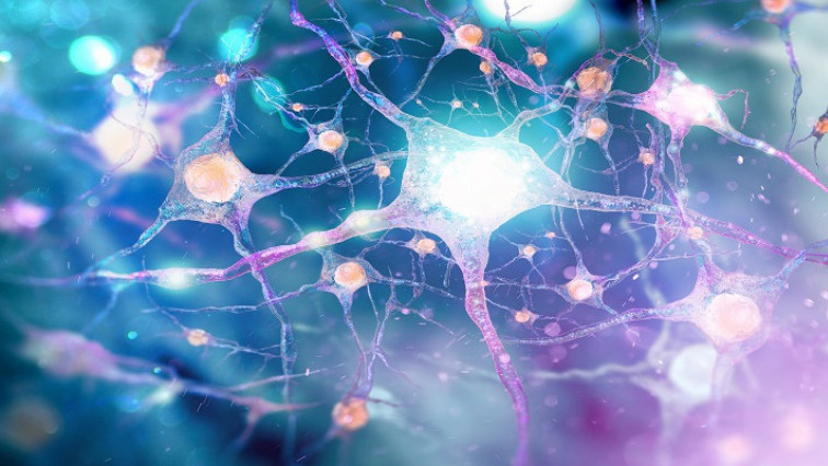UB Study Outlines New Strategies to Combat Neurodegenerative Diseases