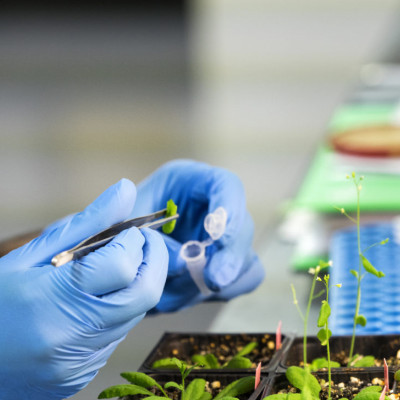 Nanotechnology for Plant Genetic Engineering