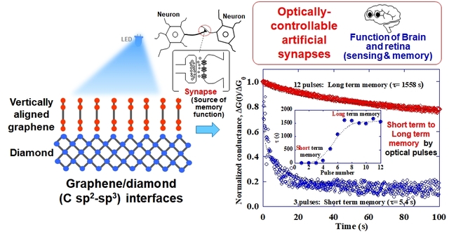 optoelectronic synaptic functions of vertically aligned graphene/diamond junctions.