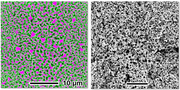 Left: confocal microscopy shows that the bijel is composed of oil (black), water (magenta) and ultra-thin layer of nanoparticles (green). Right: a scanning electron microscopy image reveals the small channels.
