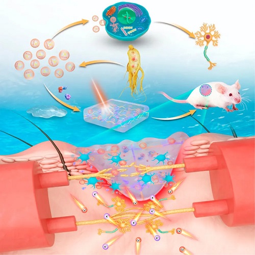 Scheme of the G-Exos stimulation in the neural differentiation of BMSCs with sensory functions achieved