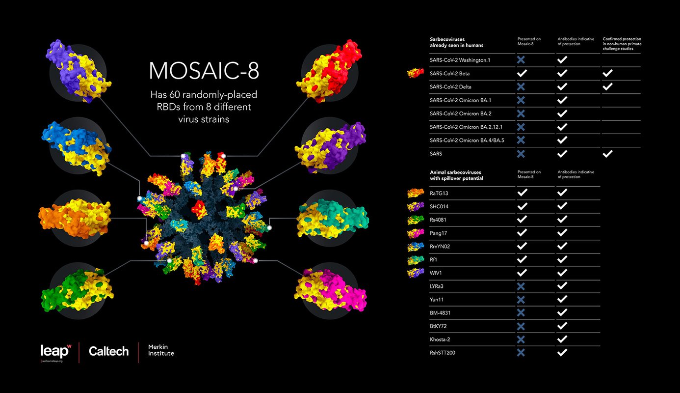 This infographic illustrates the new vaccine, composed of RBDs from eight different viruses