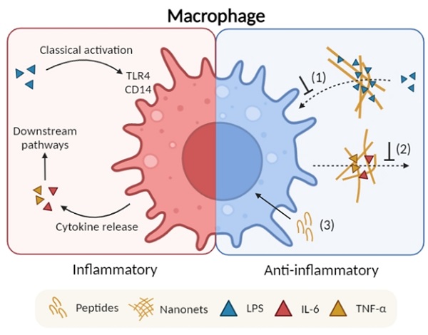 Schematic illustrates the proposed anti-inflammatory mechanisms of the fibrillating peptides