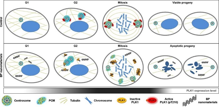 A model to illustrate the molecular anticancer activity of BP nanomaterials through blocking mitotic progression