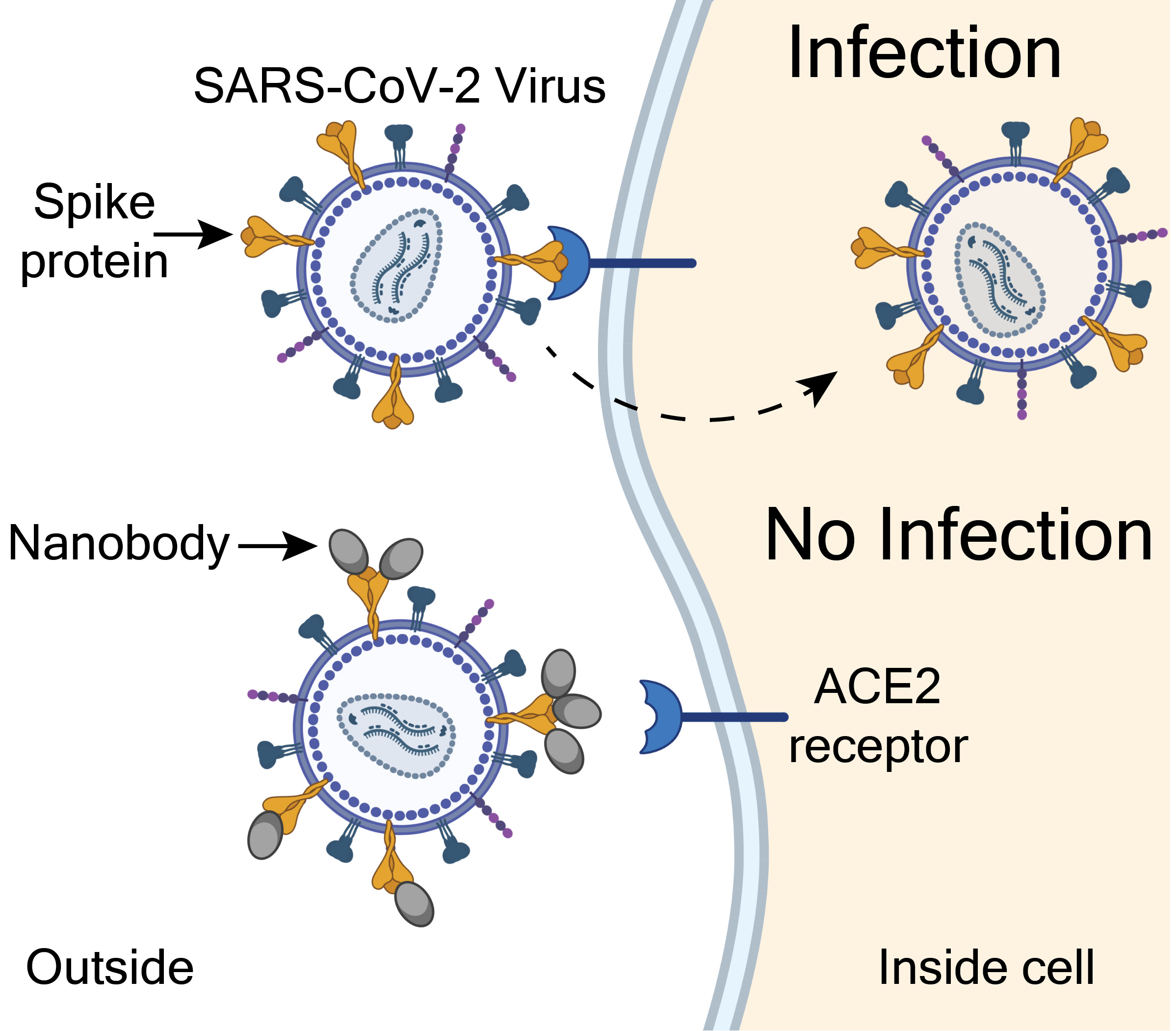 Preventing SARS-CoV-2 Infections with Nanobodies