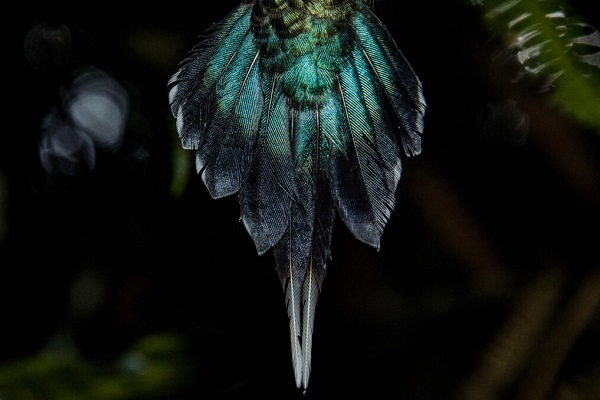 Pictured is the iridescent tail of the green hermit (Phaethornis guy).