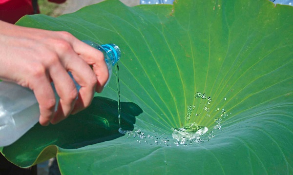 The design of the self-cleaning bioplastic was inspired by the lotus leaf