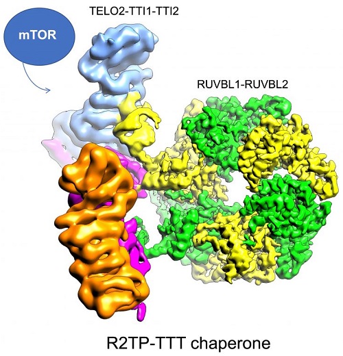 Structure of the TELO2-TTI1-TTI2 proteins determined in the article