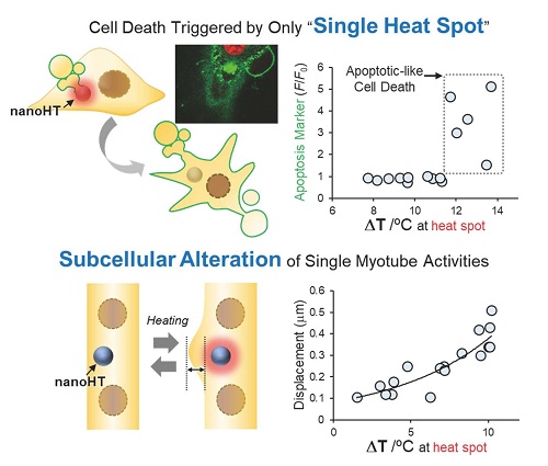 A nanoparticle combining photothermal heating and fluorescence thermometry functions as a localized heat spot, and is capable of inducing cell death or muscle contraction.