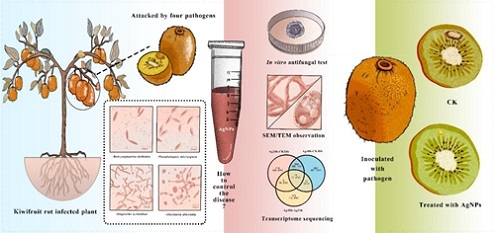 The antifungal activity and mechanism of silver nanoparticles against four pathogens causing kiwifruit post-harvest rot.