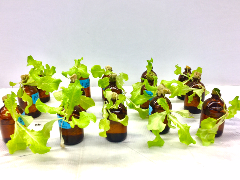 Lettuce in hydroponic culture