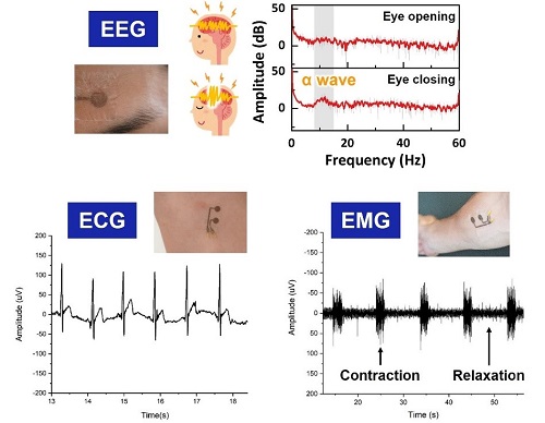 On-skin EEG, ECG, and EMG signals acquired by attaching the nanopaper-based e-skin on the human skin surface.