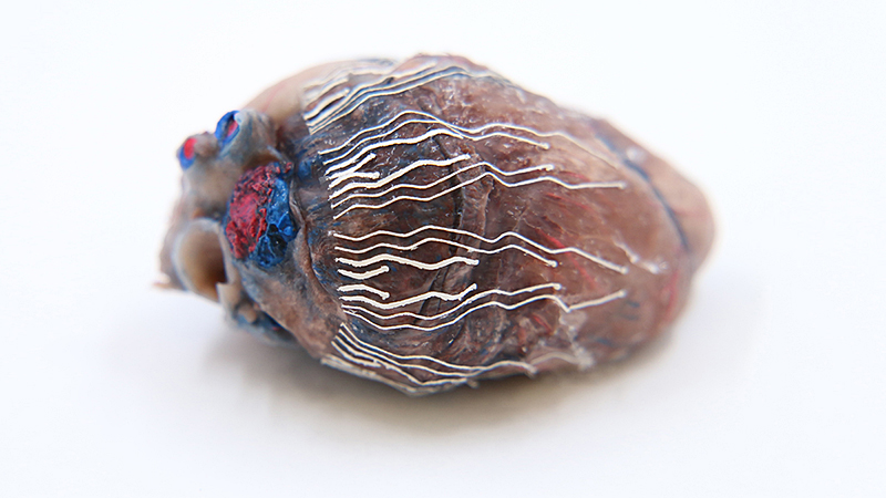 A fully printable biosensor made of soft bio-inks interfaces with a pig heart