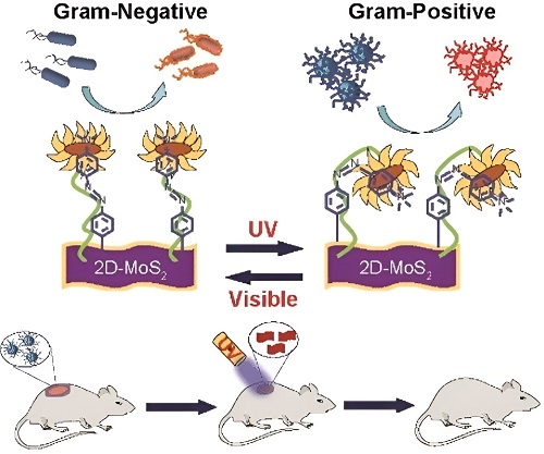 Nanomaterial with “light switch” kills gram-negative or gram-positive bacteria