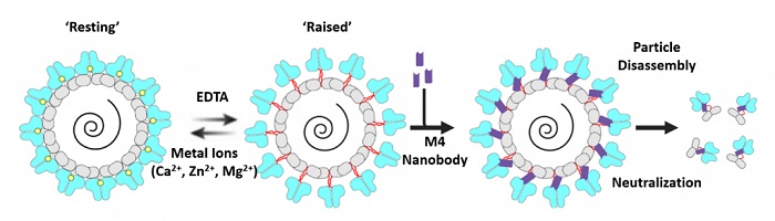 The llama M4 nanobody effectively disassembles norovirus particles, interrupting the chain of transmission.