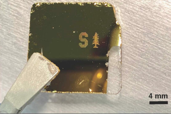 A derivative of the Stanford University logo printed from droplets containing a 1:1 mixture of Staphylococcus epidermidis bacteria and mouse red blood cells (RBCs) onto a gold-coated slide