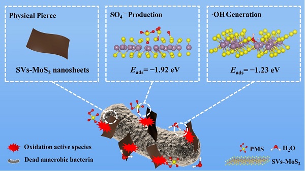 The scheme of the collaboration of physical pierce and chemical injury of MoS2 nanosheets