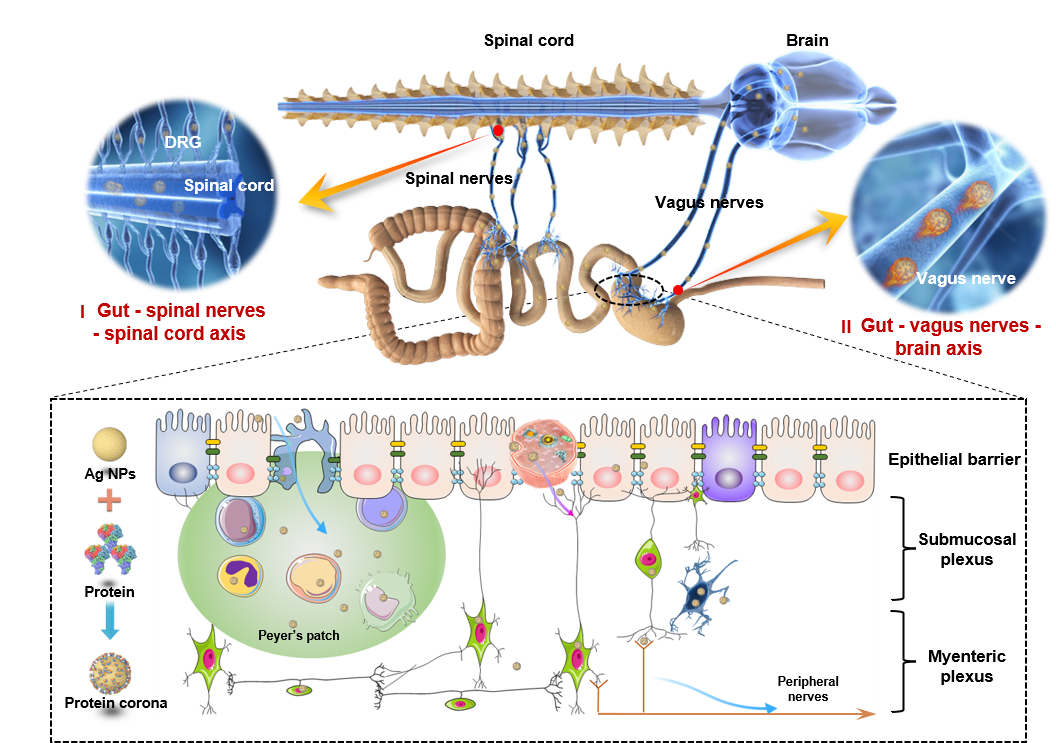 The vagus nerves and spinal nerves mediate the transneuronal transport of silver nanoparticles along the gut-brain axis and gut-spinal cord axis.