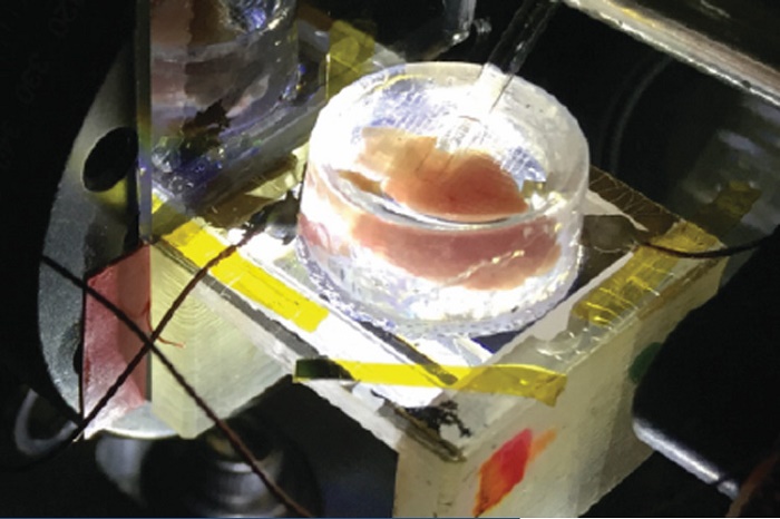 A heart removed from a chicken embryo sits in the CAGE device, which uses a sheet of graphene under the heart to measure tiny electrical fields produced when the heart beats.