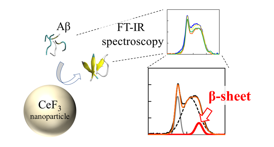 Infrared (FT-IR) spectra and β-sheet ratio of Aβ peptides interacted with CeF3 NPs