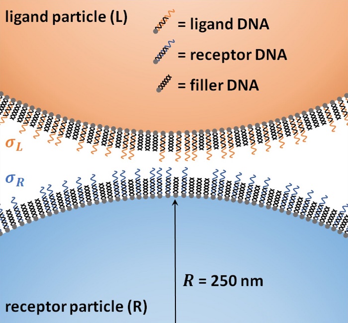 TU/e researchers prove selectivity based on number of receptors on the cell walls