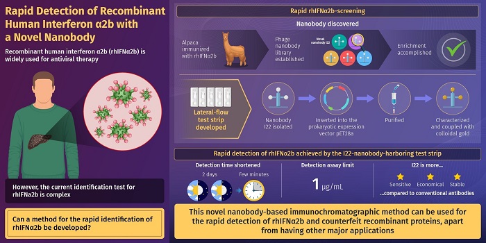 Development of novel-nanobody-based lateral-flow Immunochromatographic strip test for rapid detection of recombinant human interferon α2b