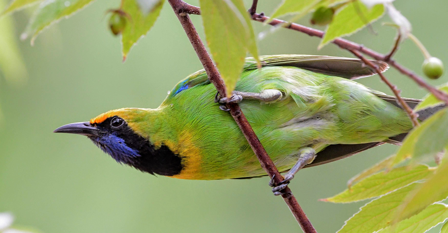 A male golden-fronted leafbird
