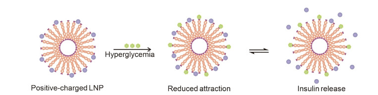 Better Blood Sugar Regulation Insulin carrier triggered by glucose