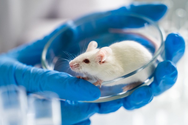 Results from experiments on a variety of tumours in mice have shown that just one injection of the new drug was sufficient to remove a targeted tumour.