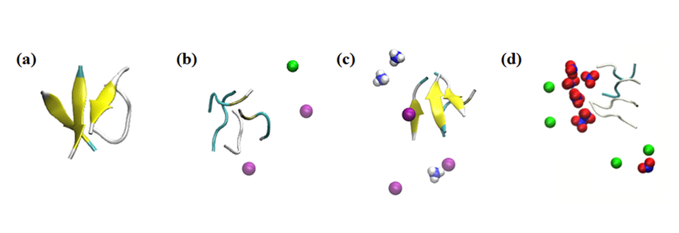 Simulation snapshots of the peptide aggregate interactions with various ions.