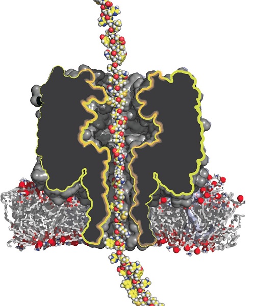 Artist impression of a protein transported through a nanopore