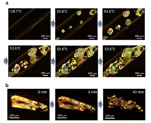 Figure 2. Visualization of phase transition from using polarized microscopy