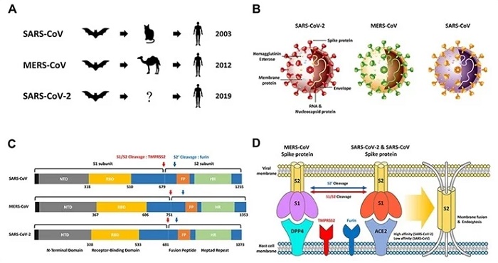 SARS-CoV, MERS-CoV, SARS-CoV-2 overview