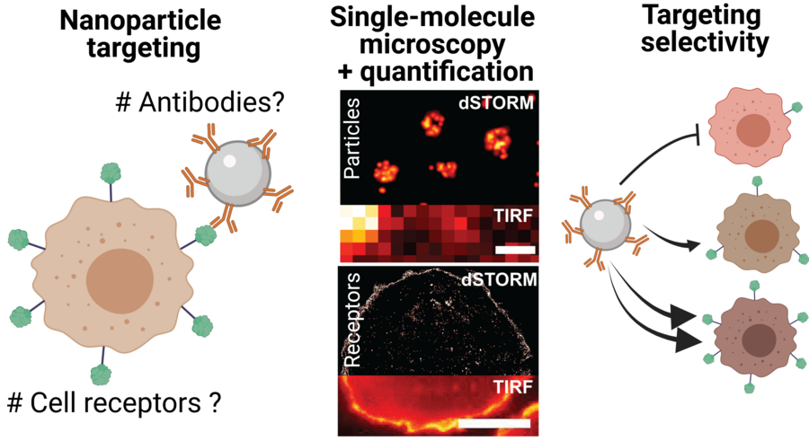 Taken from 'A Single-Molecule View at Nanoparticle Targeting Selectivity: Correlating Ligand Functionality and Cell Receptor Density