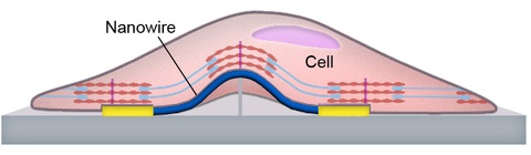 Schematic of the sensor structure and cell-sensor interface
