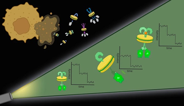 With Native-nanoBleach, nanodiscs containing target membrane proteins and their native cell membrane environment are cut out of the cell membrane.