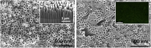 SEM micrographs of (a) TNTs post-annealing. Inset shows sidewalls of TNTs and (b) Co-functionalized TNTs showing the Co(OH)2 precipitate