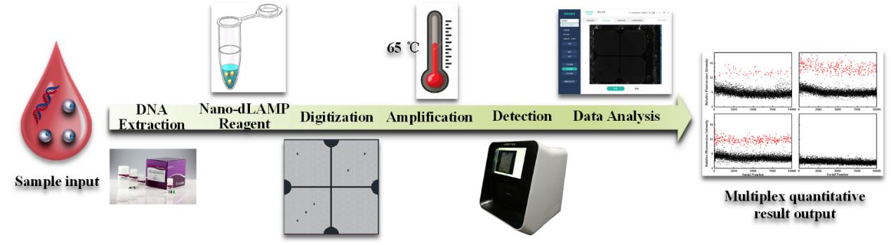 Workflow diagram of the nano-dLAMP detection system