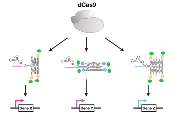 CRISPR-dCas9 functions as a master regulator of sgRNA – RNA origami fusion molecules that bring transcription factors to a promoter sequence