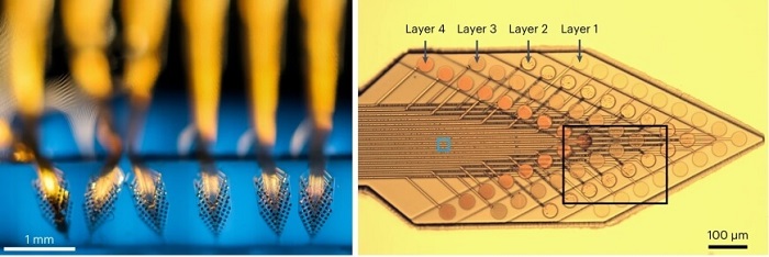 Photograph of elastomer-encapsulated neural probes with four layers of electrode arrays.